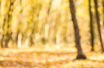 Autumn golden forest, blured background.
