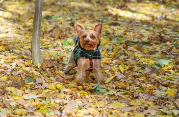 Yorkshire Terrier in an autumn park full of fallen leaves.