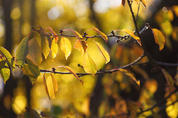 Yellow leaves on a twig in autumn