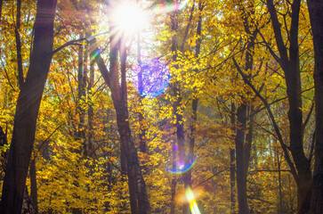 Golden autumnal forest with sunbeams