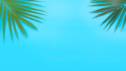 The tropical palm leaf isolated on blue background