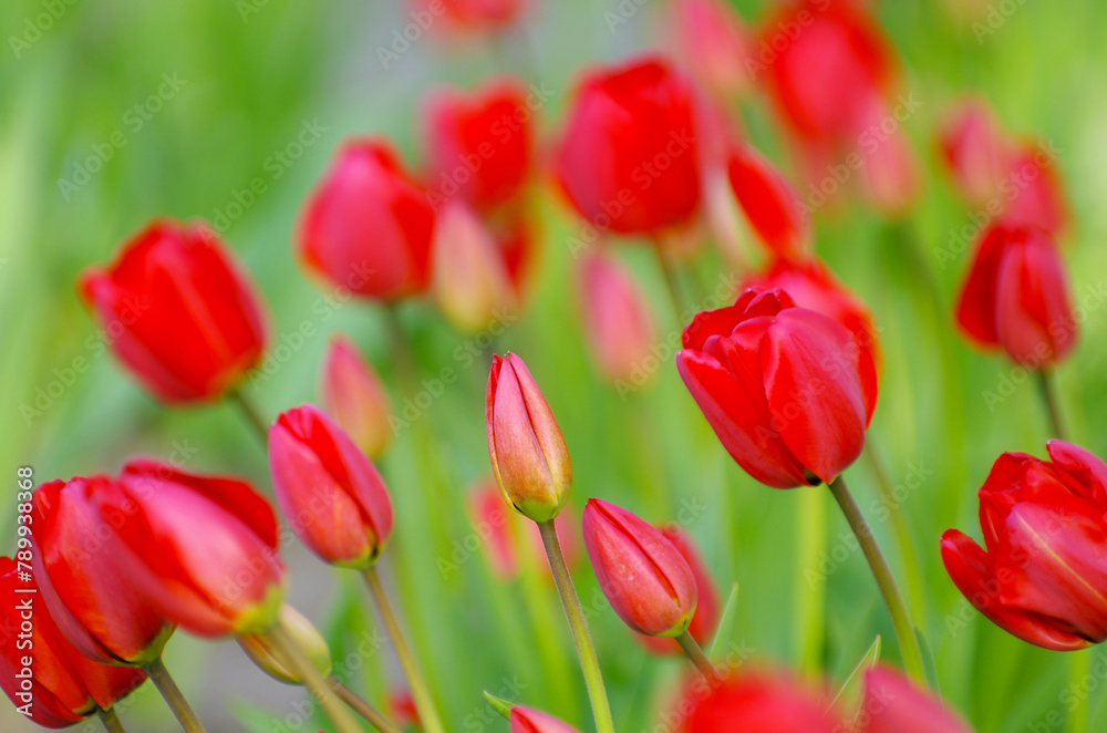 Wall mural Red tulips in the garden