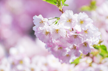 Blooming sakura with pink flowers in spring