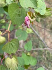 flower of Cotton (Gossypium hirsutum)