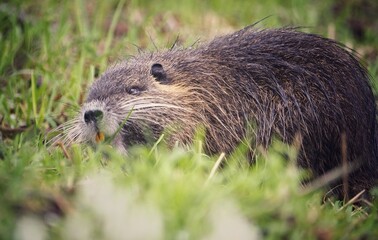 Nutria