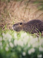 Nutria