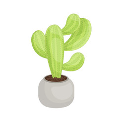 cactus plant vector illustration design