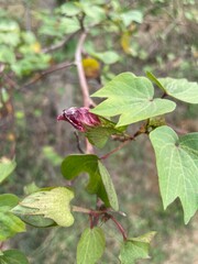 flower of Cotton (Gossypium hirsutum)