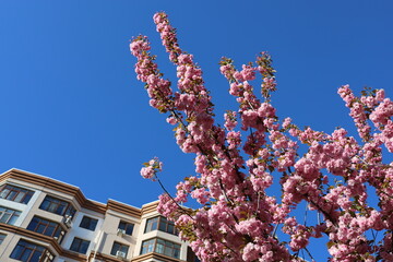 Blossoming cherry tree against a springtime sky backdrop, with the peak of a building