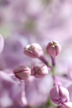 Beautiful lilac flowers on white background. macro
