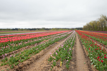 Fototapeta na wymiar The beautiful and colorful tulip fields