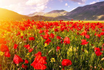 Poppy flowers blooming on summer meadow in sunlight