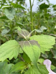 beautiful scenery of lalbagh botanical garden