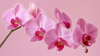   A pink backdrop features a cluster of pink orchids against it, surrounded by two pink walls – one in the mid-ground and another in the foreground