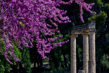 Olympia Archaeological Site with Beautiful Pink Blooming Flowers, Greece - obrazy, fototapety, plakaty