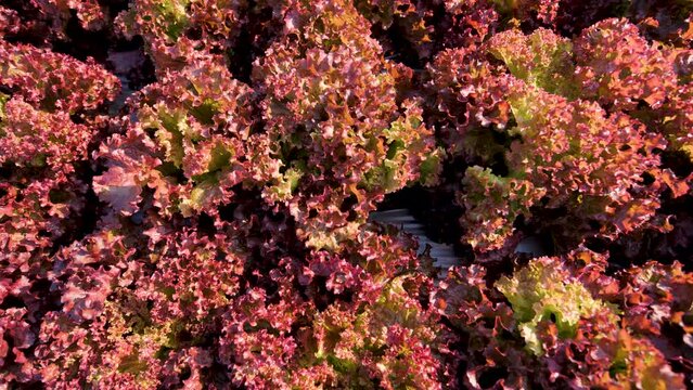 Red Leaf Lettuce, a ornamental and edible vegetable.