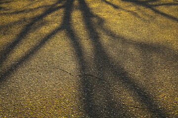 西日が描くデザイン的な木の影