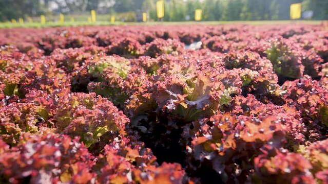 Red Leaf Lettuce, a ornamental and edible vegetable.