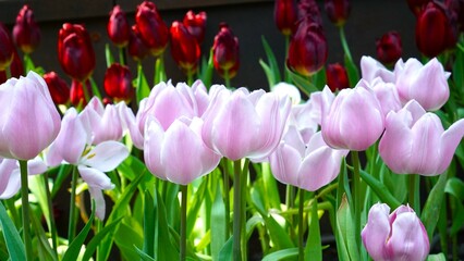 pink and red tulips in garden