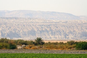 Agricultura en el Mar Muerto junto a la frontera con Palestina, Jordania
