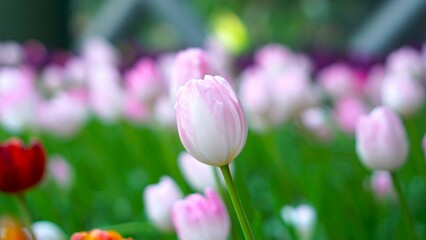 close up pink tulips in the garden