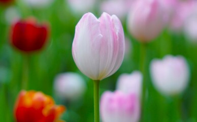 close up pink tulips in the garden 