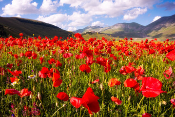 Poppy flowers blooming on summer meadow in sunlight - 789952791