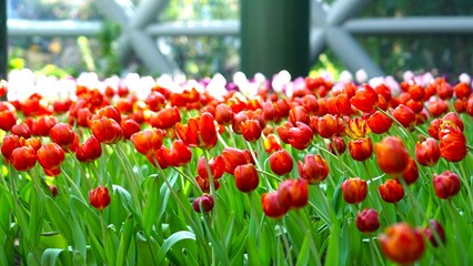 red tulips in the garden