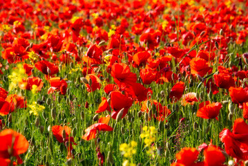 Poppy flowers blooming on summer meadow in sunlight - 789952973