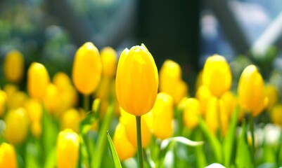 yellow tulip flower