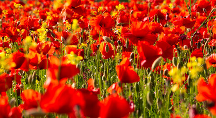 Poppy flowers blooming on summer meadow in sunlight