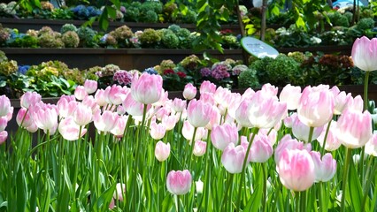 pink and white tulips in the garden