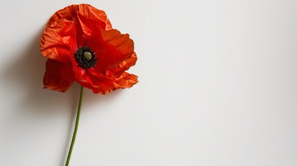   A red flower, closer view, white background, black center - obrazy, fototapety, plakaty