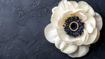  A white flower against black backdrop with a ring in its center