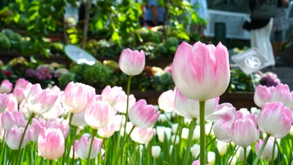 pink tulips in the garden