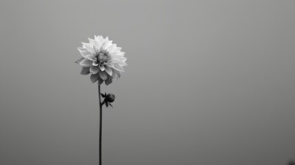   A monochrome image of a solitary flower atop its stem against a fog-shrouded sky background - obrazy, fototapety, plakaty