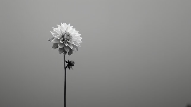   A monochrome image of a solitary flower atop its stem against a fog-shrouded sky background