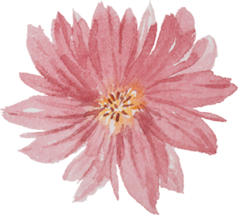 Red Cosmos Flower Watercolor illustration for card website, application, printing, document, poster design, etc.