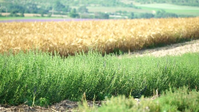 Tarragon. Lush tarragon field with rows of green herbs, herb cultivation, agricultural landscape, culinary ingredients, aromatic herbs. Organic agriculture harvesting agribusiness concept. Slow motion