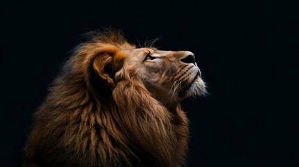   A tight shot of a lion's face against black backdrop, head tilted to the side, eyes concealed - obrazy, fototapety, plakaty
