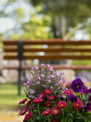 Obraz premium Natur, Natürlich, Ruhe im Park Bank Blumen