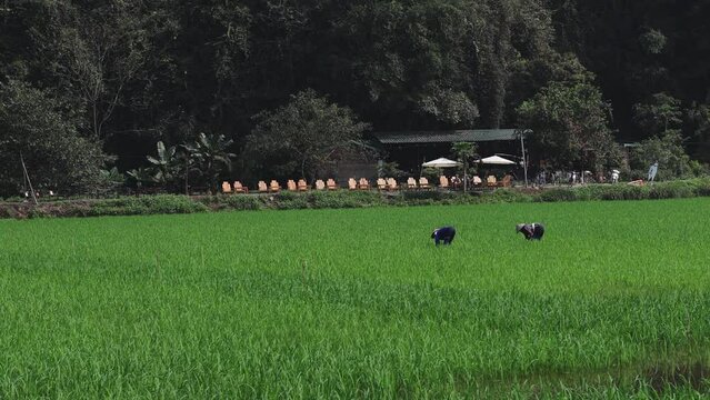 Farmers Working in Lush Rice Paddy