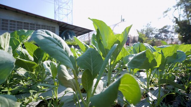 Organically grown Chinese kale. Healthy vegetables.