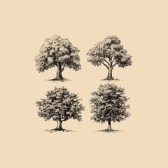 Fototapeta premium Hand drawn sketch tree species illustration set. Vector isolated vintage background