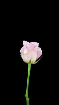 Time lapse of opening Sweet Akito rose, vertical orientation
