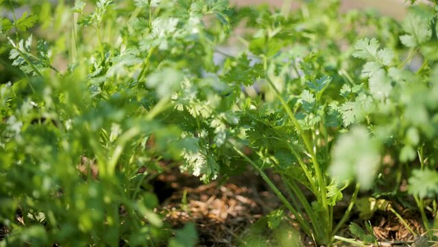 Organic kale. Farm fresh vegetables.