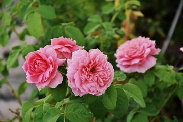 Pink rose close-up against the background of green foliage lit by natural sunlight. Beautiful flowering plants in the summer garden. 