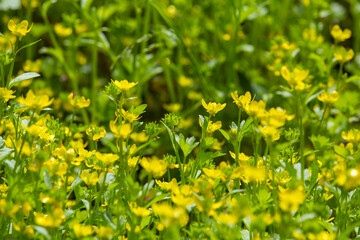 一面に咲いた小さくて黄色い花 トゲミノキツネノボタン