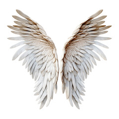 Obraz premium Angel wings on white background