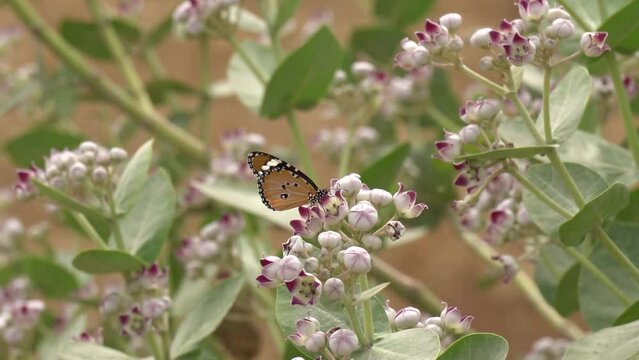 Butterfly on flower of Calotropis gigantea. For sucking nectar of flower. Plain Tiger Butterfly feeding on the Milkweed flower. Butterfly collecting Nectar. 240fps Slow Motion